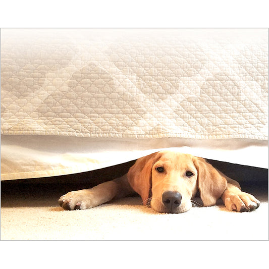 Image of photographic artwork titled "Bed Time" by Jessica St. Clair featuring a sleepy puppy peeking out from under bed covers