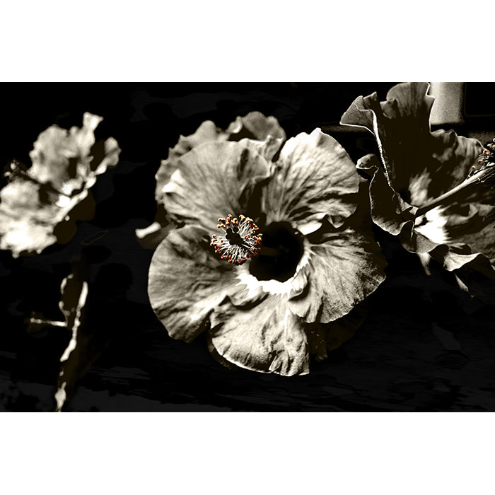 Image of Bohemian Night photographic artwork by Jessica St. Clair featuring warm sepia tone hibiscus flowers