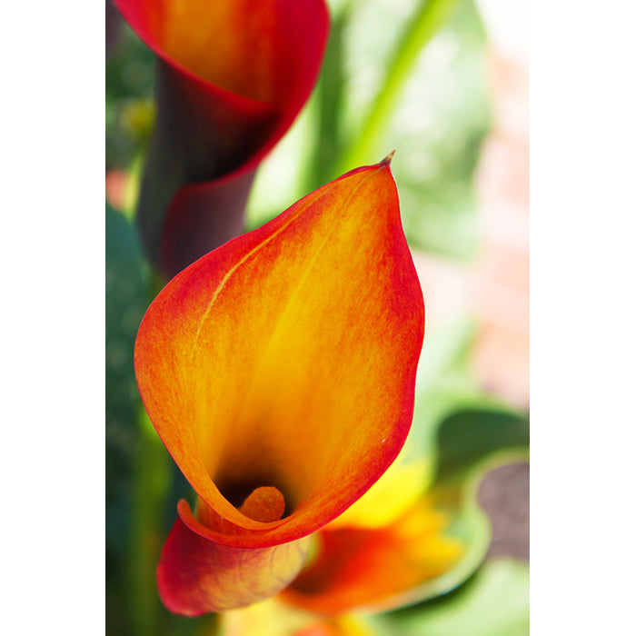 Image of Calla Lily Pretty floral photographic artwork by Jessica St. Clair