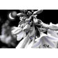 Image of Midnight Hosta artwork by Jessica St. Clair featuring flowers in moonlight