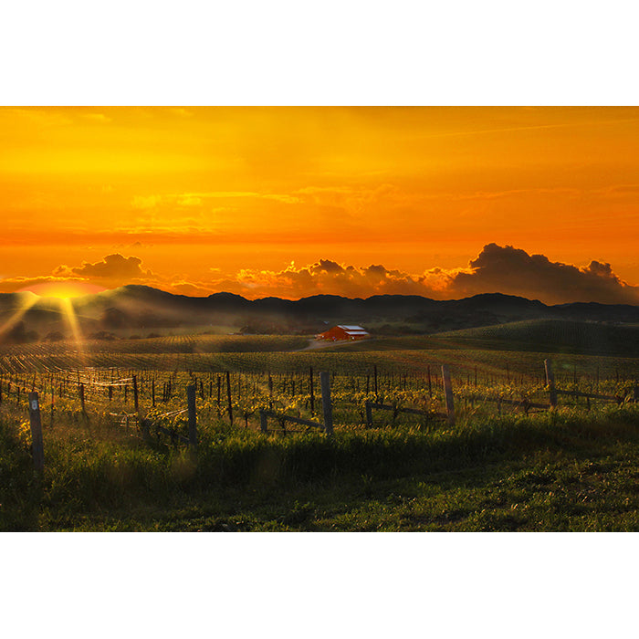 Image by Jessica St. Clair of a fiery sky over a Napa Valley vineyard at sunset art print