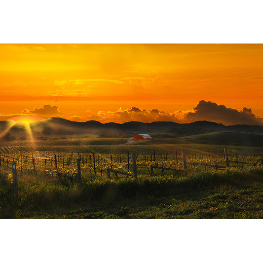 Image by Jessica St. Clair of a fiery sky over a Napa Valley vineyard at sunset art print