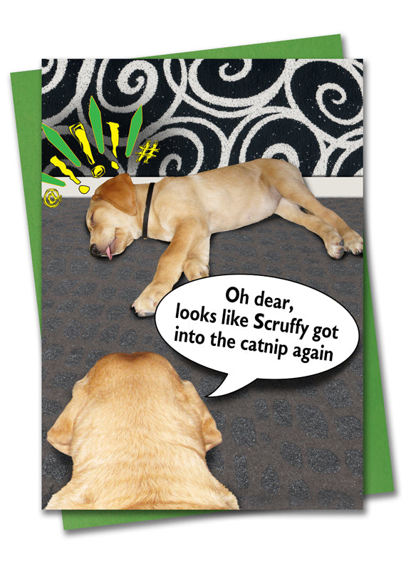 Image of Bark Remarks Scruffy Catnip birthday card front by Jessica St. Clair