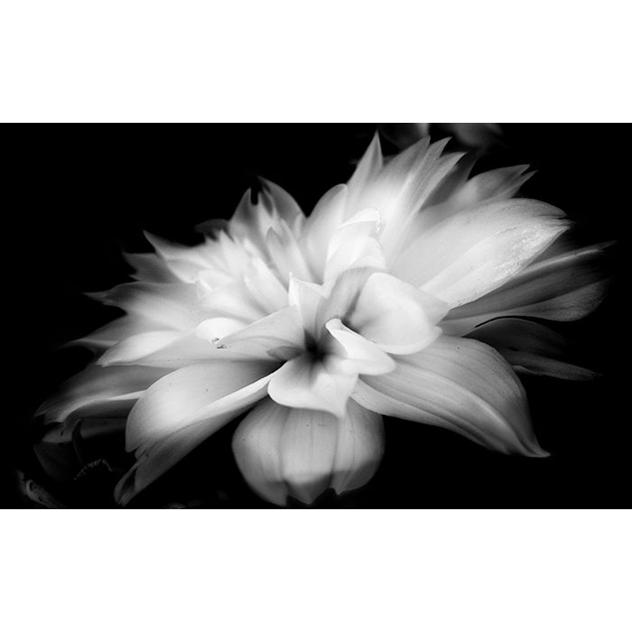 Image of Whispers black and white photography by Jessica St. Clair depicting feathery flower petals fading into a black background