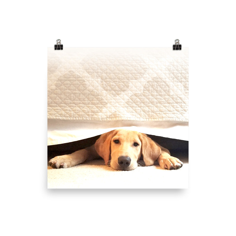Image of Bed Time photographic art print on 10 inch by 10 inch enhanced matte photo paper by Jessica St. Clair featuring a sleepy puppy under bed covers