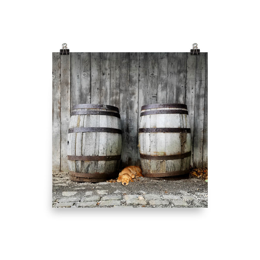 Image of Forty Winks photographic art print on 10 inch by 10 inch enhanced matte photo paper by Jessica St. Clair featuring a sleepy puppy nestled between two rustic wooden barrels in a barn setting.