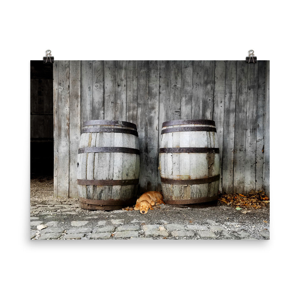 Image of Forty Winks photographic art print on 18 inch by 24 inch enhanced matte photo paper by Jessica St. Clair featuring a sleepy puppy nestled between two rustic wooden barrels in a barn setting.