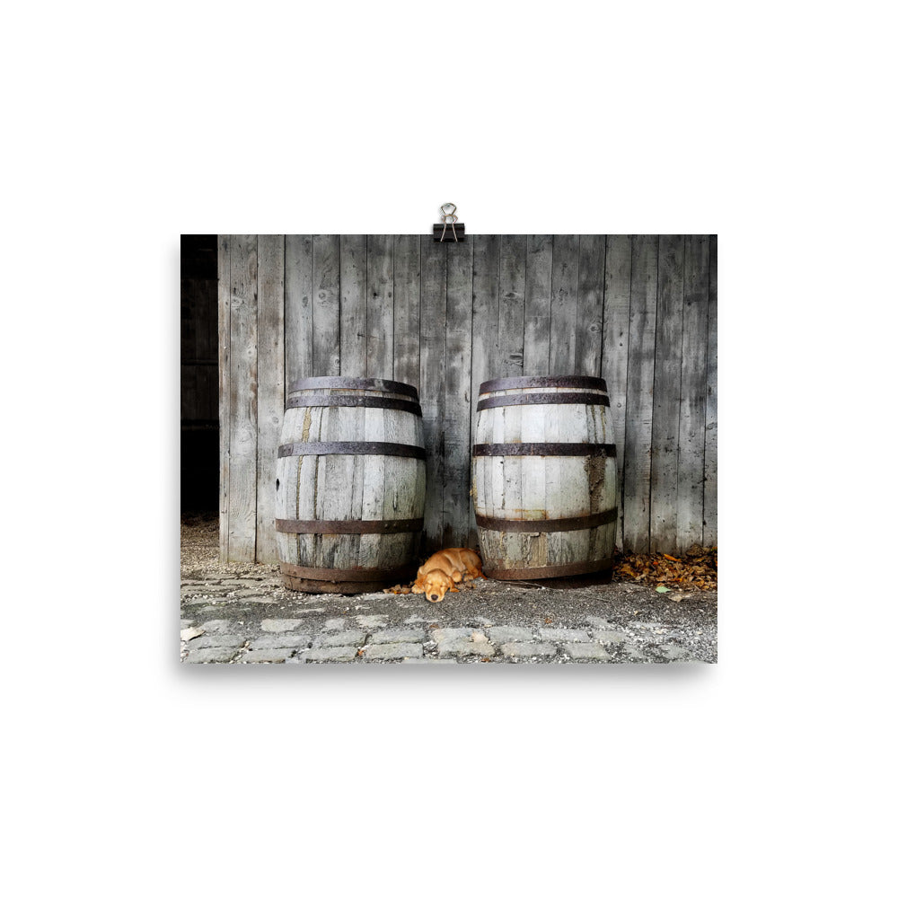 Image of Forty Winks photographic art print on 8 inch by 10 inch enhanced matte photo paper by Jessica St. Clair featuring a sleepy puppy nestled between two rustic wooden barrels in a barn setting.