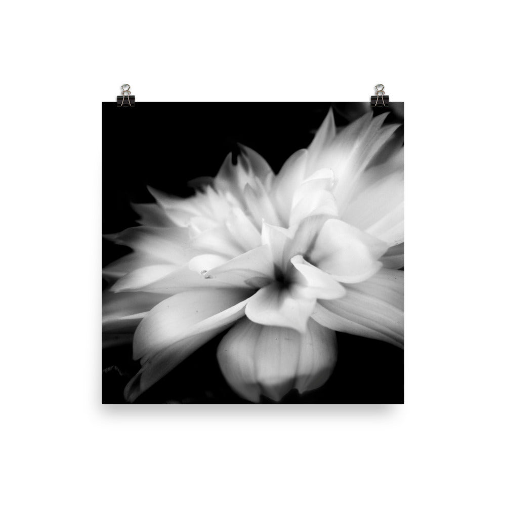 Image of Whispers black and white art print on 10 inch by 10 inch premium luster photo paper by Jessica St. Clair depicting feathery flower petals fading into a black background