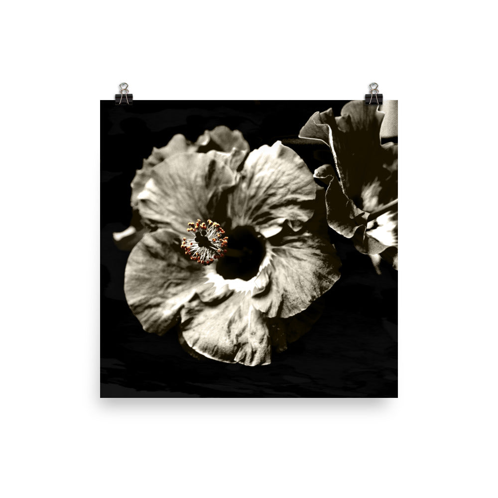 Image of Bohemian Night photographic art print on 12 inch by 12 inch premium luster photo paper by Jessica St. Clair featuring warm sepia tone hibiscus flowers