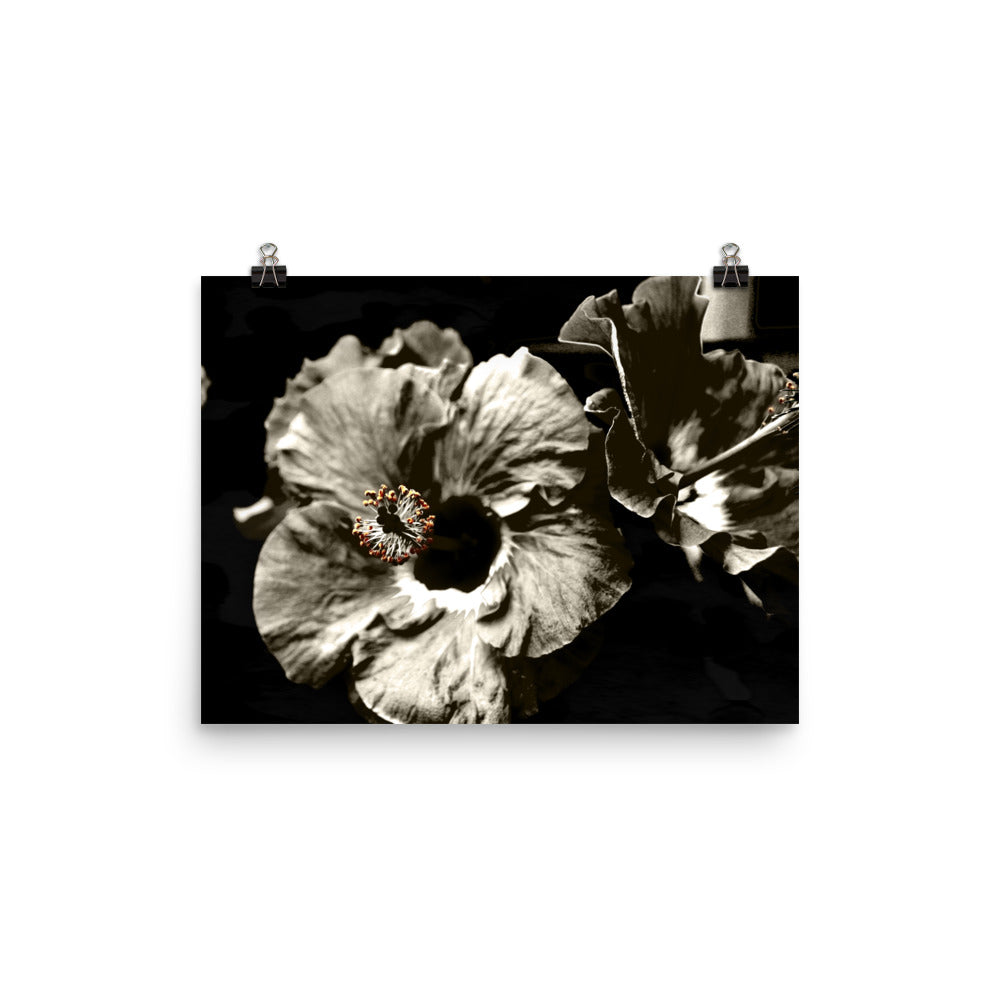 Image of Bohemian Night photographic art print on 12 inch by 16 inch premium luster photo paper by Jessica St. Clair featuring warm sepia tone hibiscus flowers