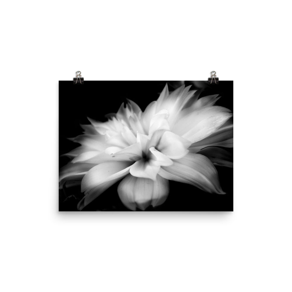 Image of Whispers black and white art print on 12 inch by 16 inch premium luster photo paper by Jessica St. Clair depicting feathery flower petals fading into a black background