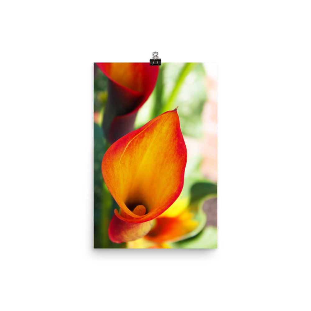 Image of Calla Lily Pretty floral photographic art print on 12" x 18" premium luster photo paper by Jessica St. Clair