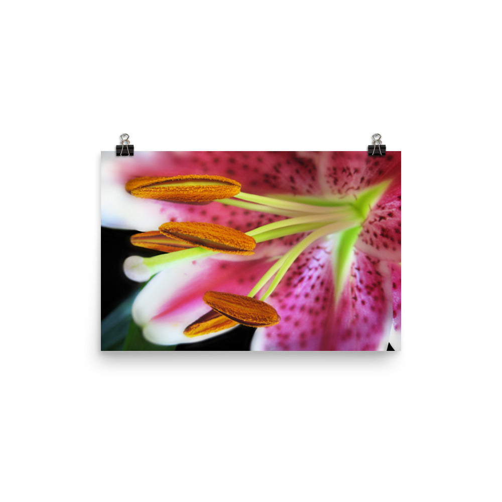 Image of Ovation floral art print on 12 inch by 18 inch premium luster photo paper by Jessica St. Clair