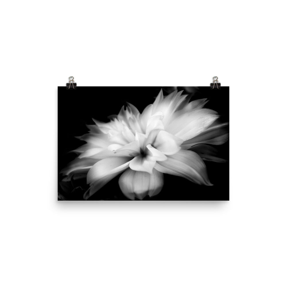 Image of Whispers black and white art print on 12 inch by 18 inch premium luster photo paper by Jessica St. Clair depicting feathery flower petals fading into a black background