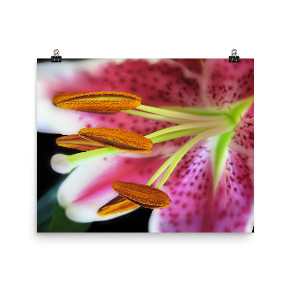 Image of Ovation floral art print on 16 inch by 20 inch premium luster photo paper by Jessica St. Clair