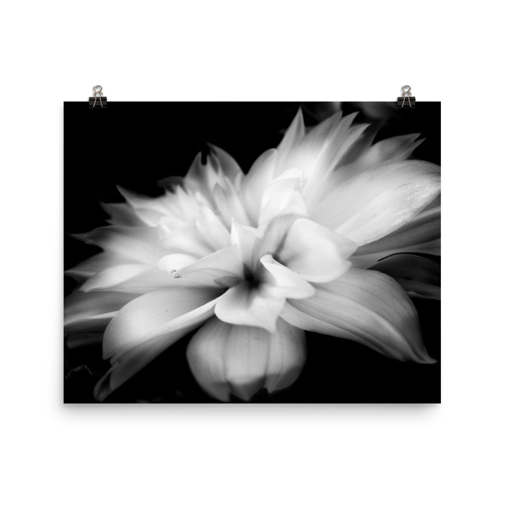 Image of Whispers black and white art print on 16 inch by 20 inch premium luster photo paper by Jessica St. Clair depicting feathery flower petals fading into a black background