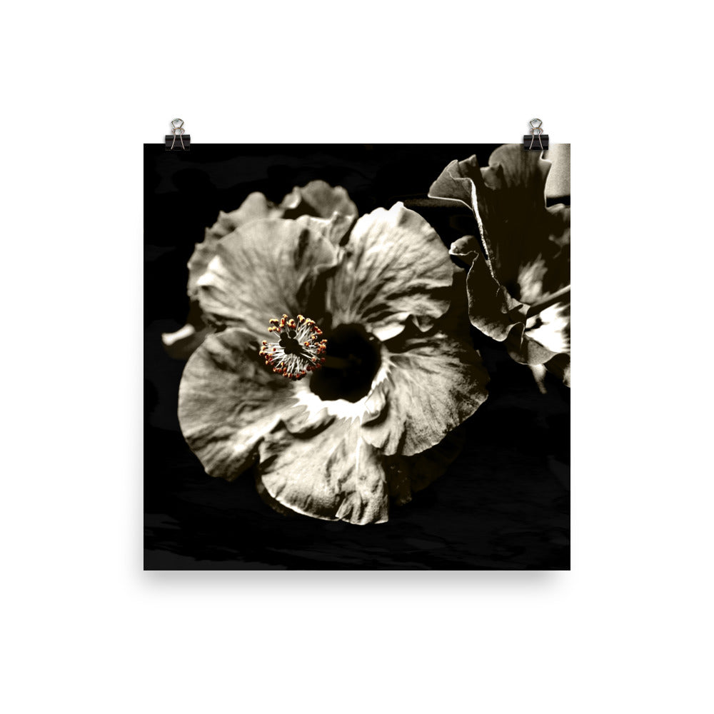 Image of Bohemian Night photographic art print on 18 inch by 18 inch premium luster photo paper by Jessica St. Clair featuring warm sepia tone hibiscus flowers