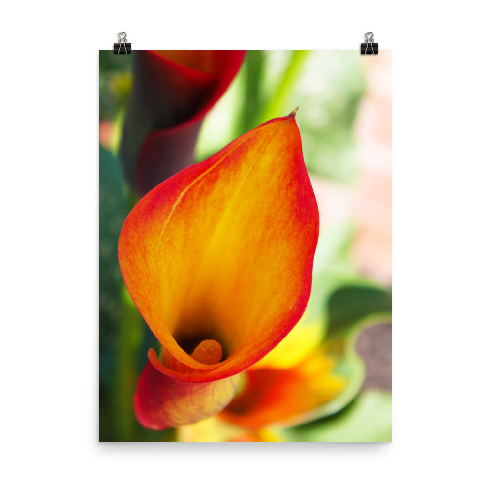 Image of Calla Lily Pretty floral photographic art print on 18" x 24" premium luster photo paper by Jessica St. Clair