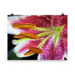 Image of Ovation floral art print on 18 inch by 24 inch premium luster photo paper by Jessica St. Clair
