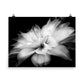 Image of Whispers black and white art print on 18 inch by 24 inch premium luster photo paper by Jessica St. Clair depicting feathery flower petals fading into a black background