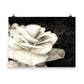 Image of Petals and Lace mixed media sepia tone floral art print on 18 inch by 24 inch premium luster photo paper by Jessica St. Clair