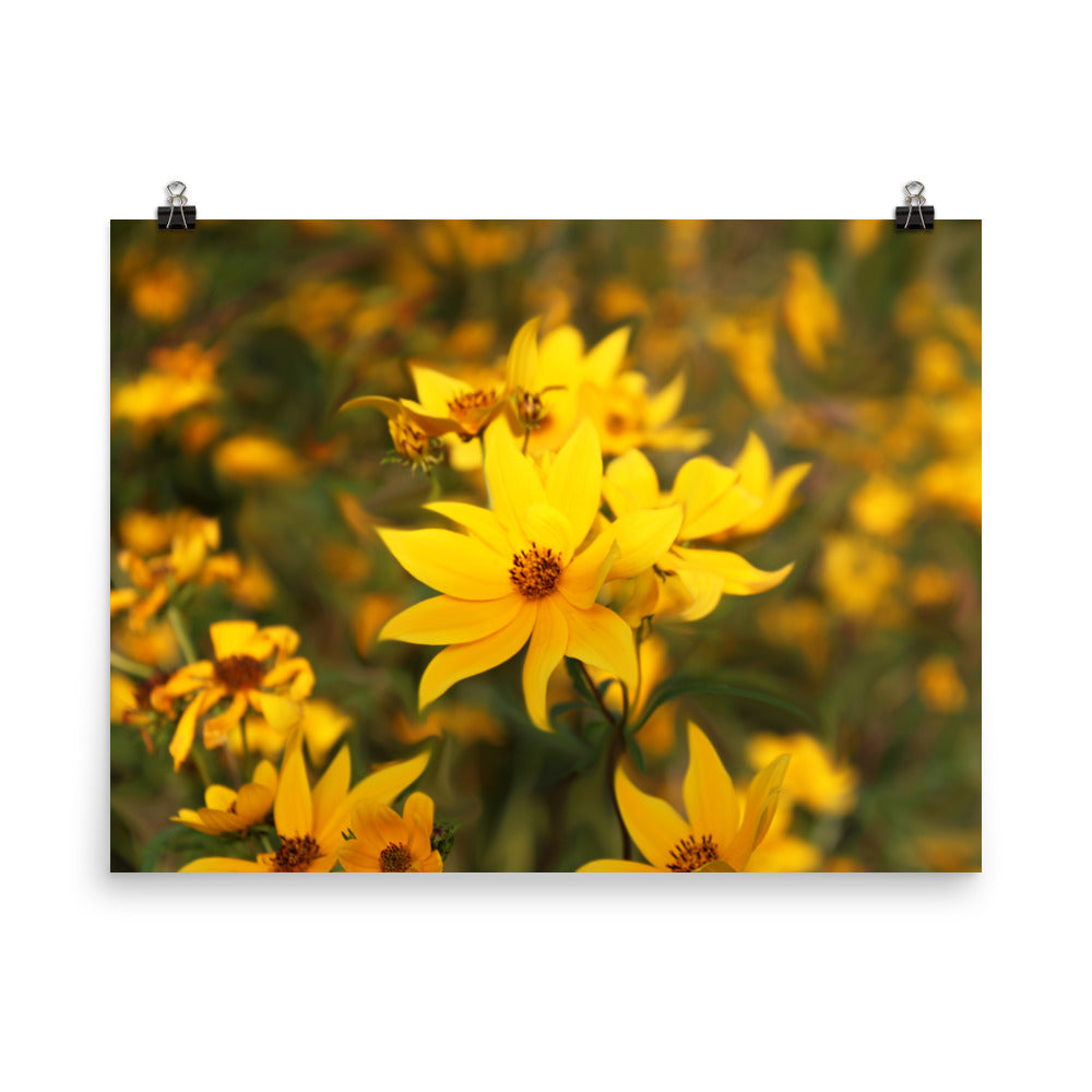 Image of Wildflower Waltz floral art print on 18" x 24" premium luster photo paper by Jessica St. Clair
