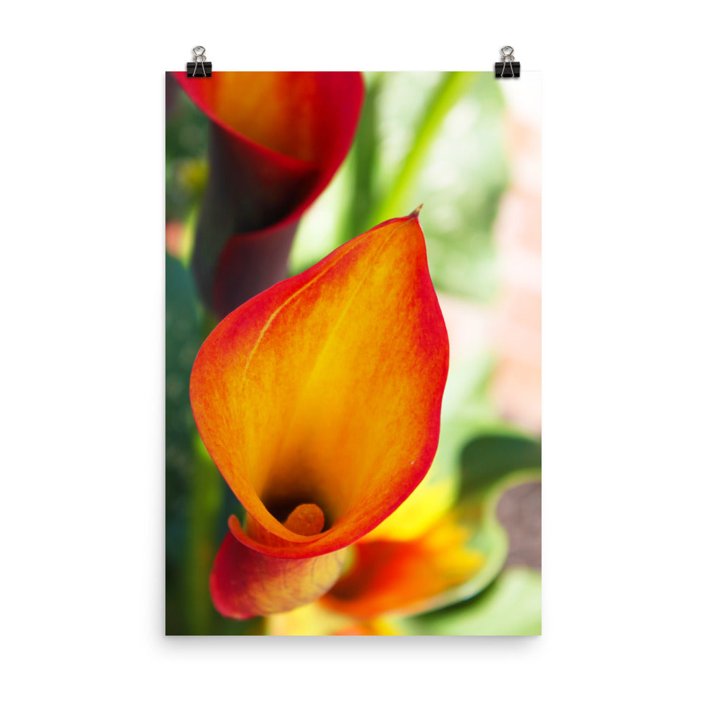 Image of Calla Lily Pretty floral photographic art print on 24" x 36" premium luster photo paper by Jessica St. Clair
