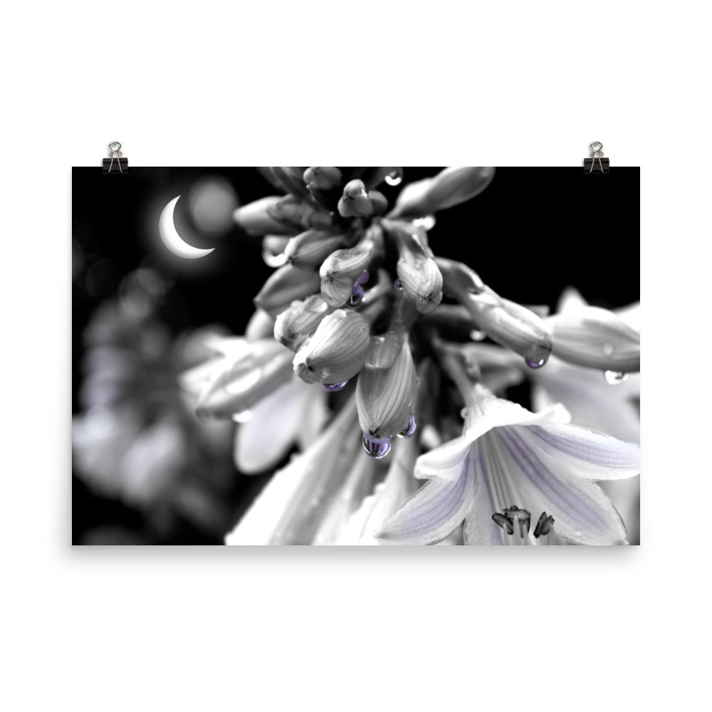 Image of Midnight Hosta art print on 24" x 36" premium luster photo paper by Jessica St. Clair featuring flowers in moonlight