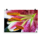 Image of Ovation floral art print on 24 inch by 36 inch premium luster photo paper by Jessica St. Clair