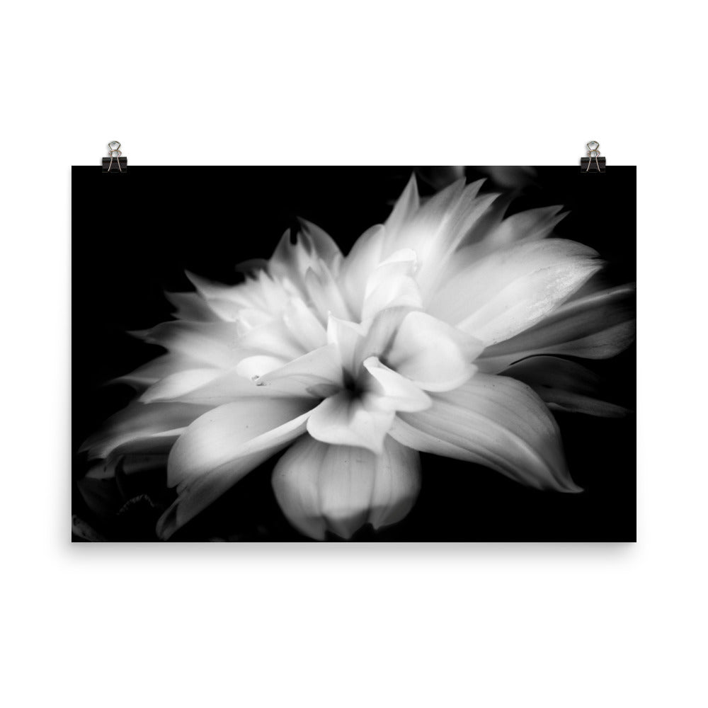 Image of Whispers black and white art print on 24 inch by 36 inch premium luster photo paper by Jessica St. Clair depicting feathery flower petals fading into a black background