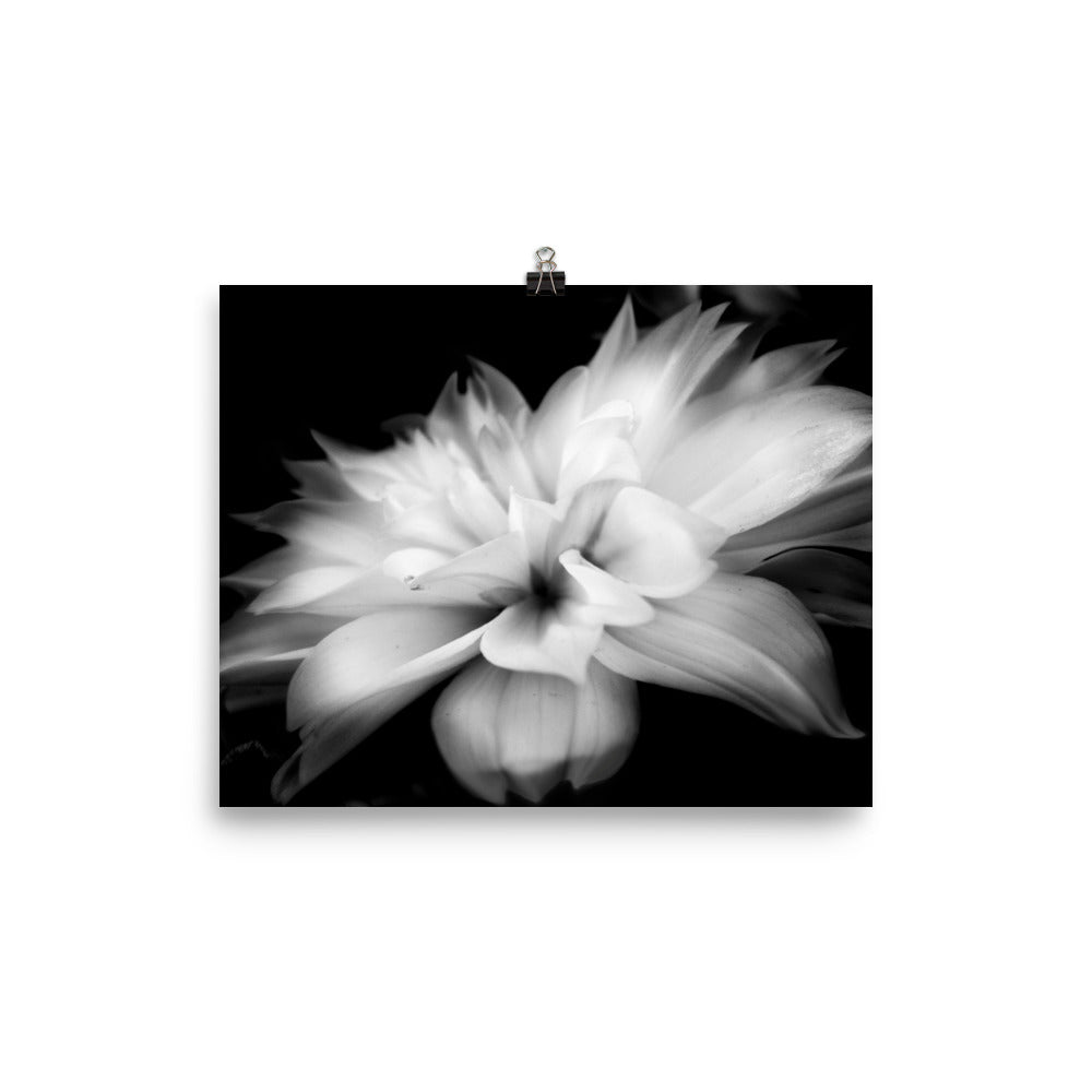 Image of Whispers black and white art print on 8 inch by 10 inch premium luster photo paper by Jessica St. Clair depicting feathery flower petals fading into a black background